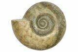 Permian Ammonite (Paralegoceras) Fossil - Timor #262689-1